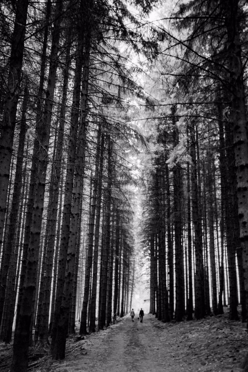 Forest BW 1