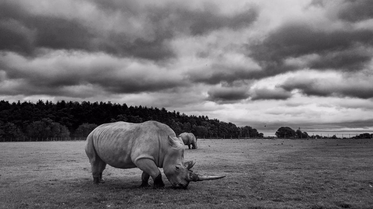 Rhino