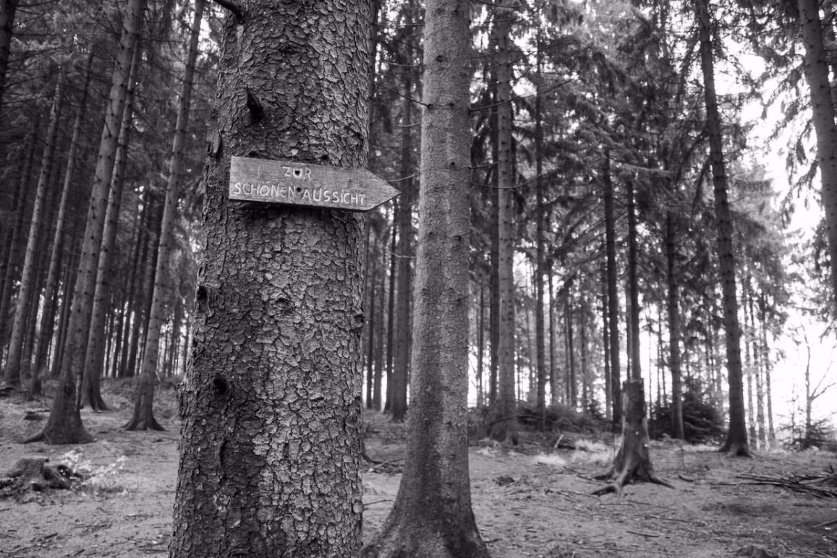 Forest BW 2
