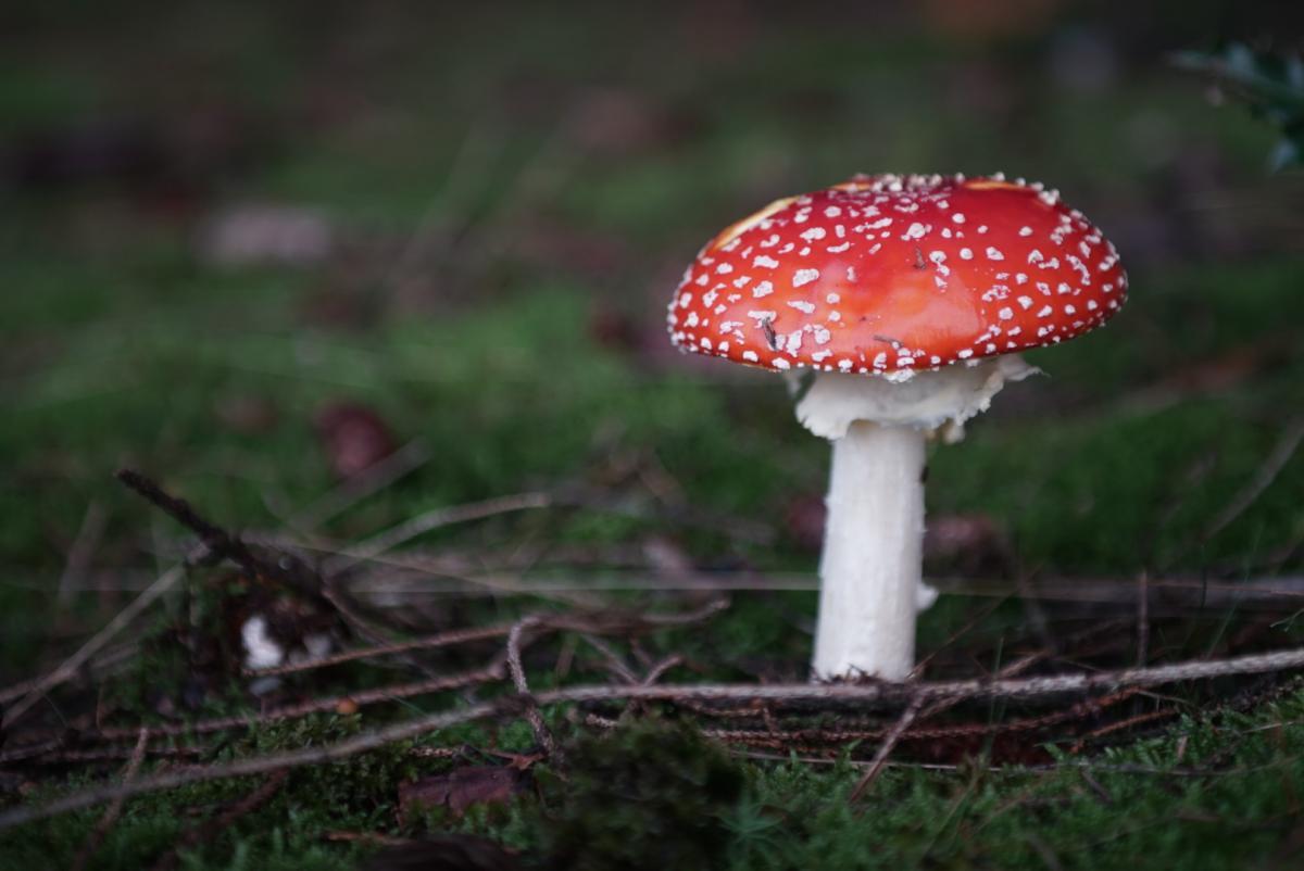 Mushrooms 3