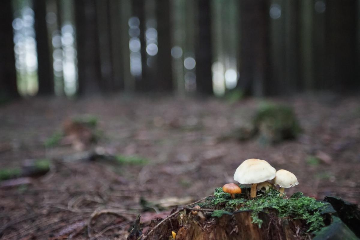 Mushrooms 2
