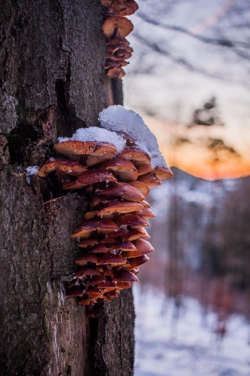 Mushrooms 1