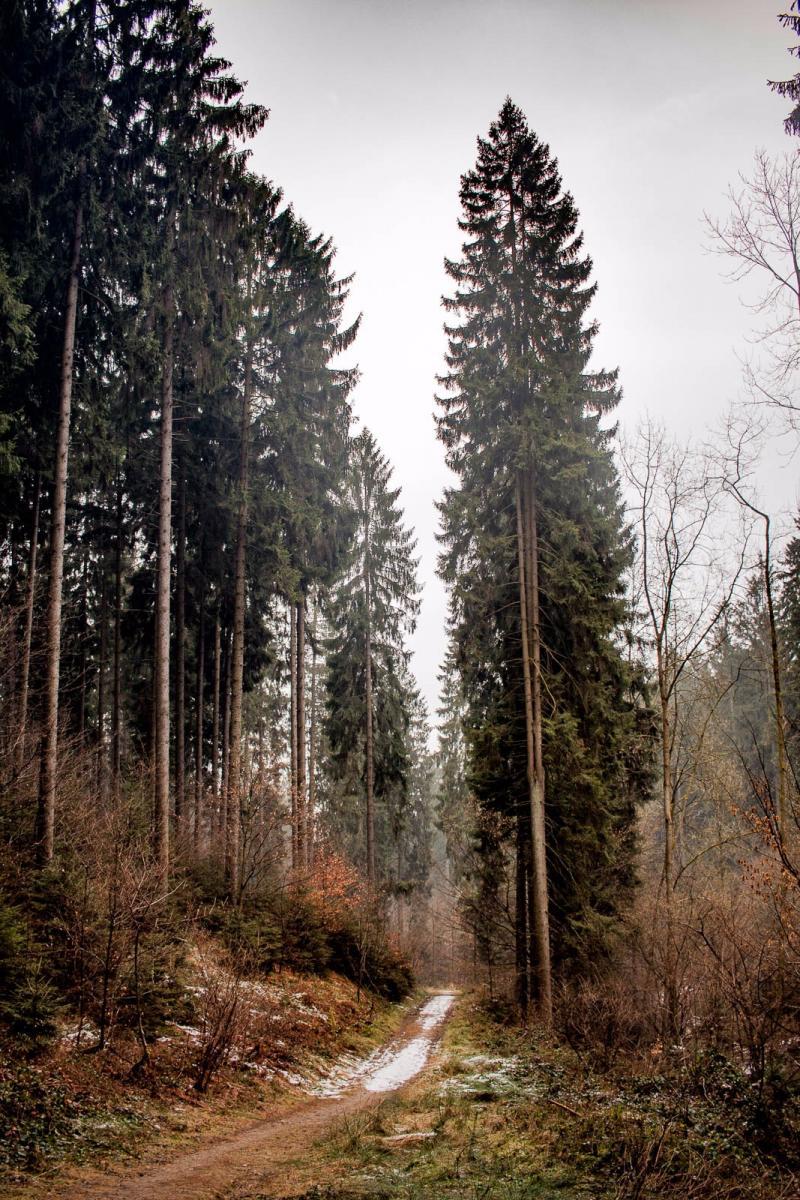 Forest 1